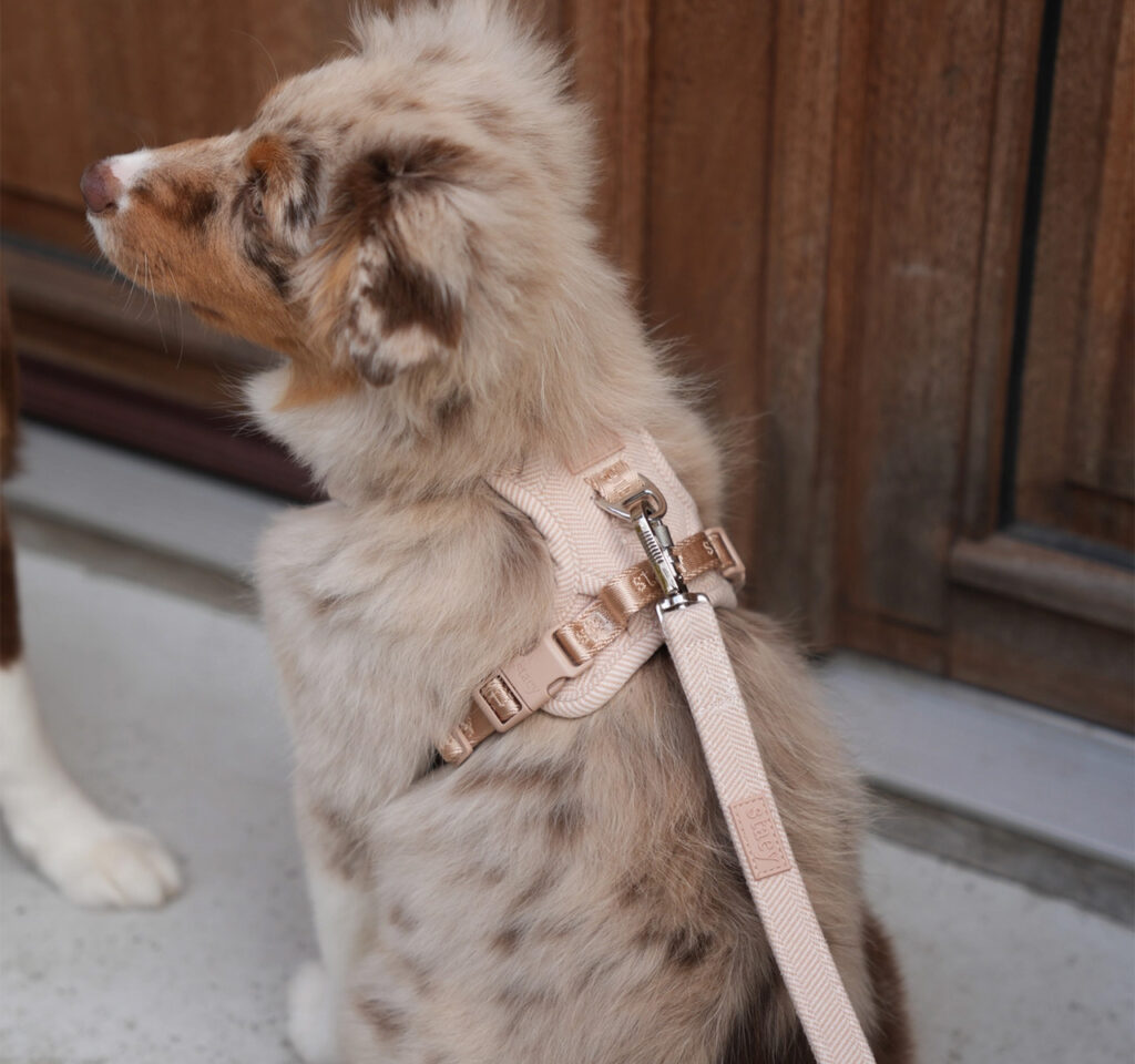 honden accessoires kopen online