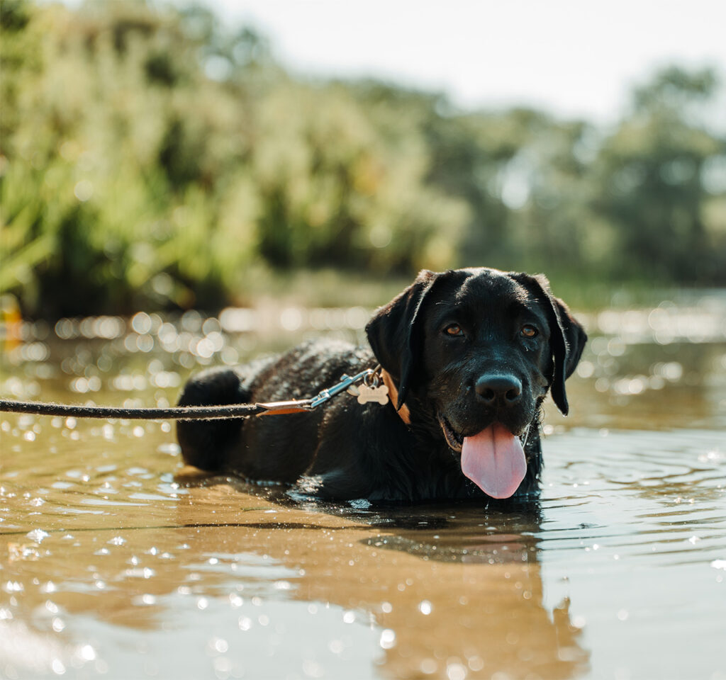 honden webshop nederland