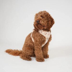 honden winkel online nederland