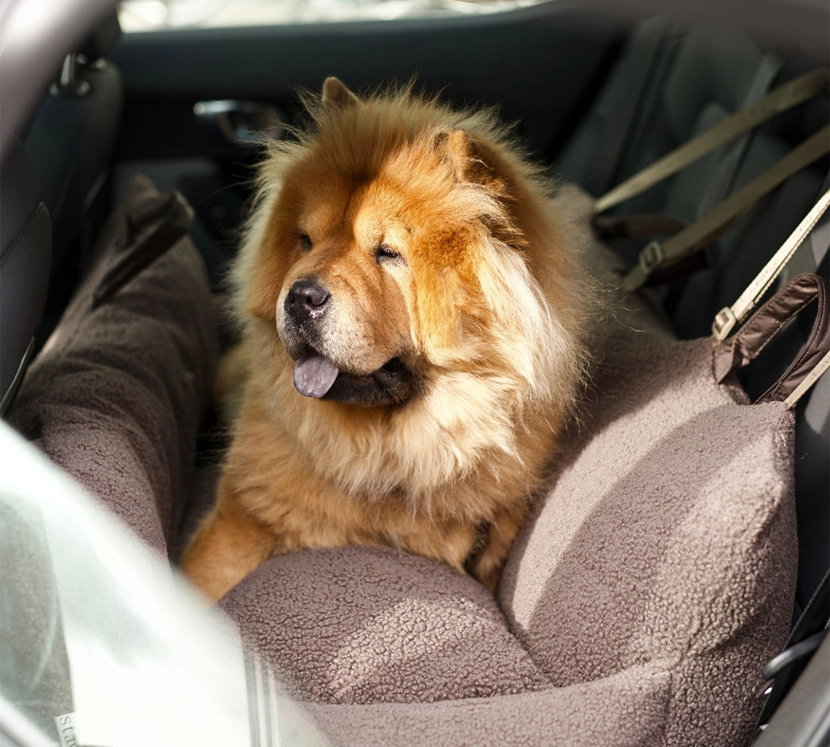 auto achterbank mand hond