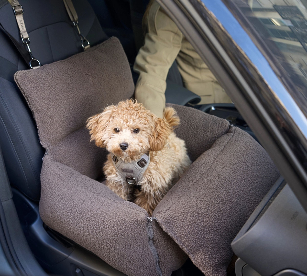 autotas hond teddy