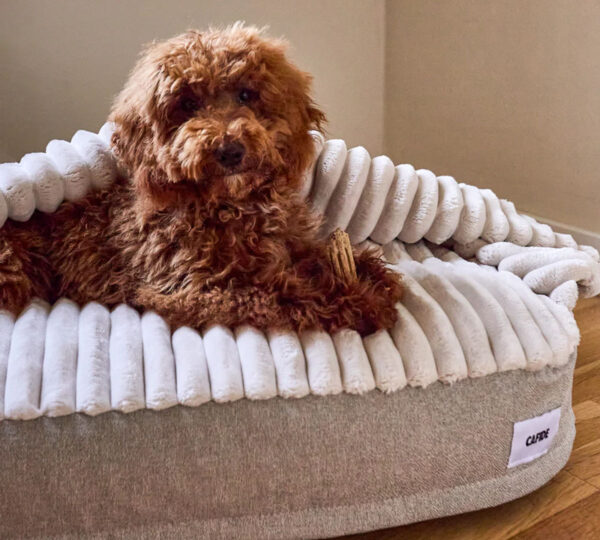 beige hondenmand met deken voor kleine honden