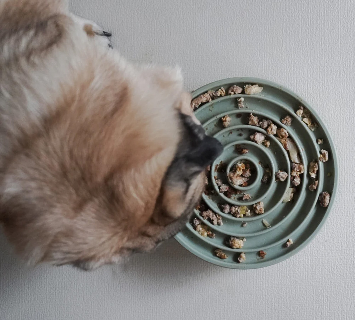 groene likmat hond