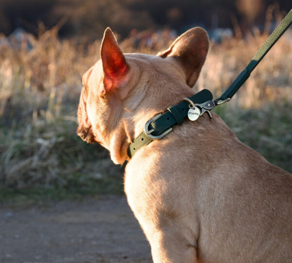hondenhalsband avocado groen nordog
