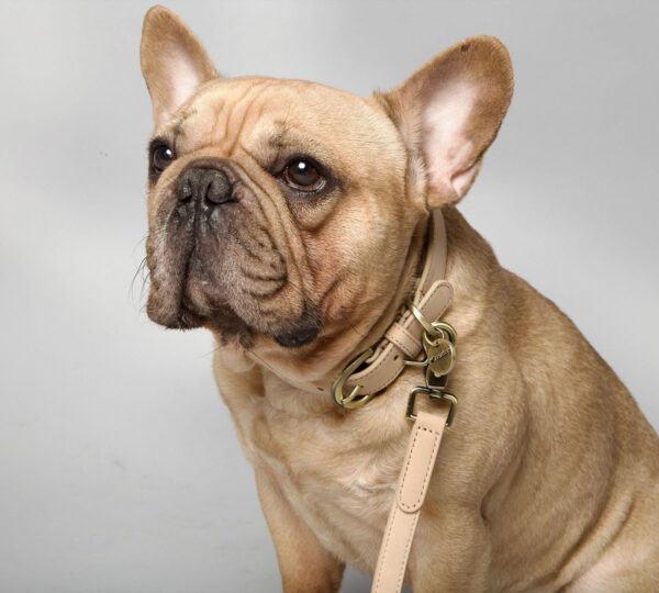 hondenhalsband vanille wit nordog