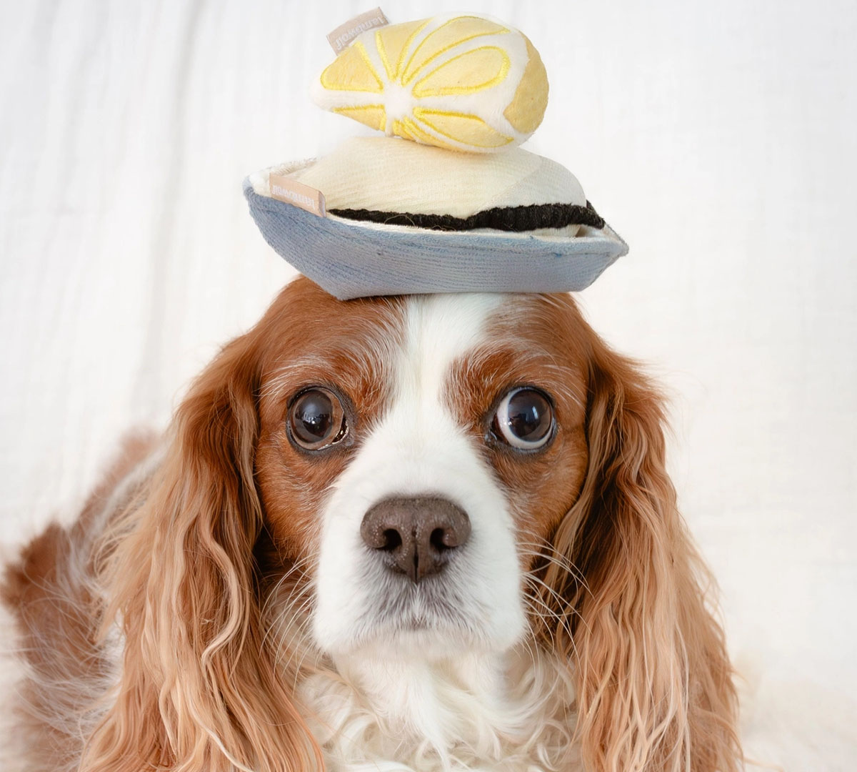 interactief speelgoed voor puppy's