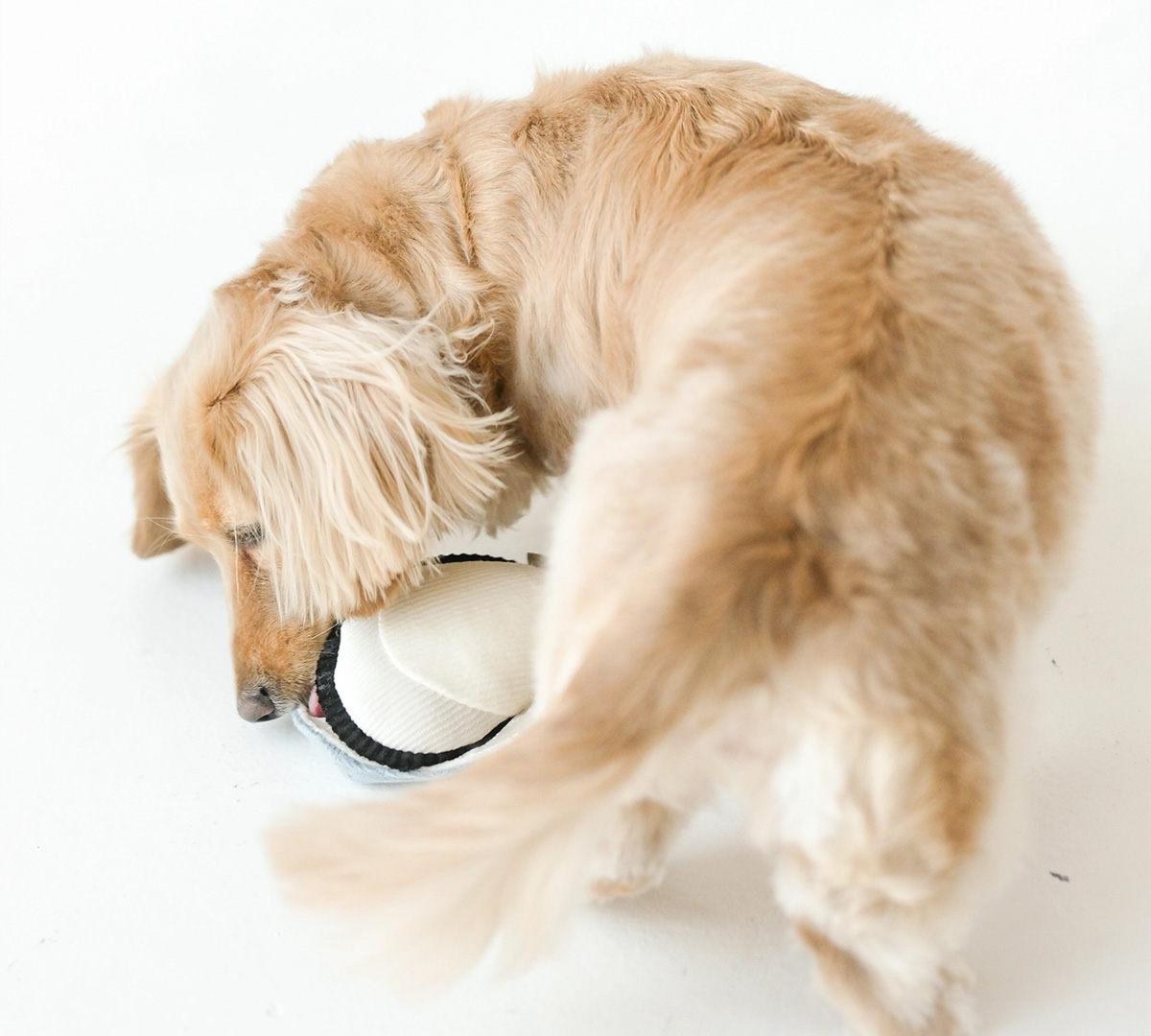 lambwolf oester honden