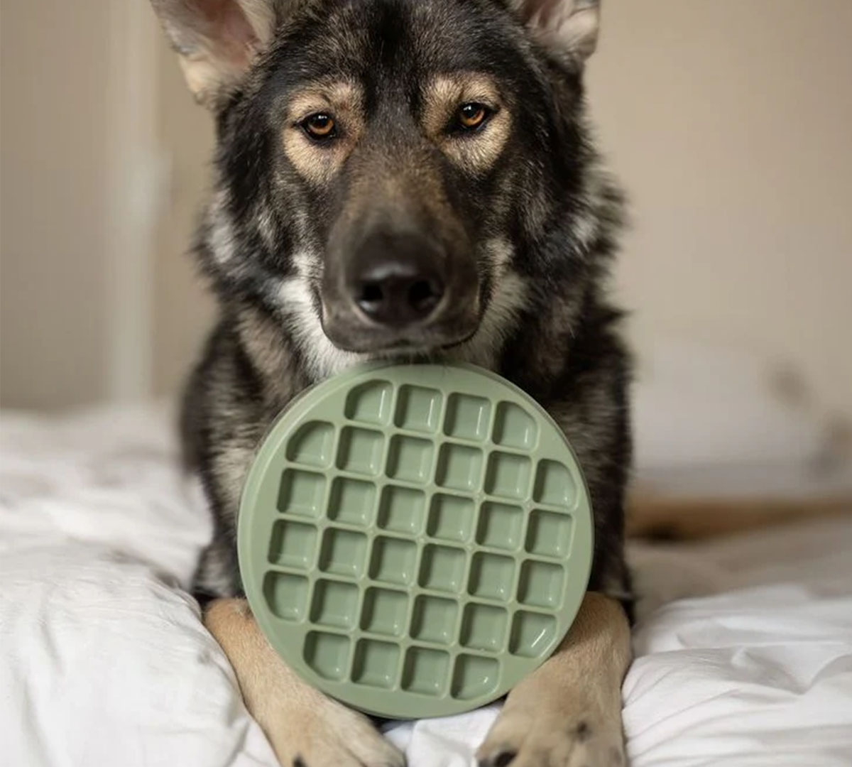 slowfeeder hond groen