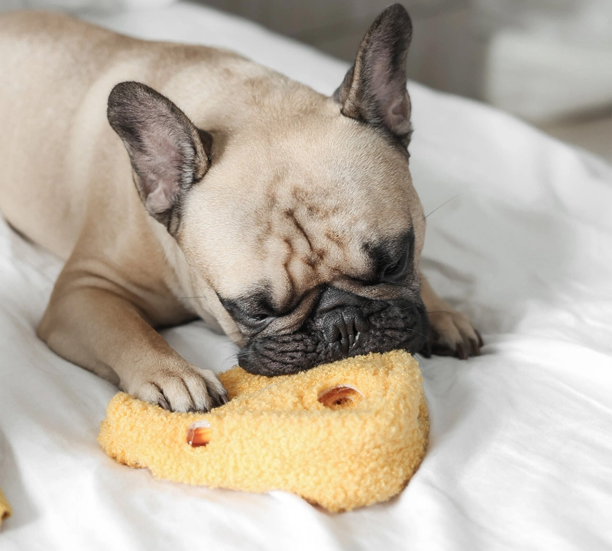 snoepjes speelgoed voor honden kaas