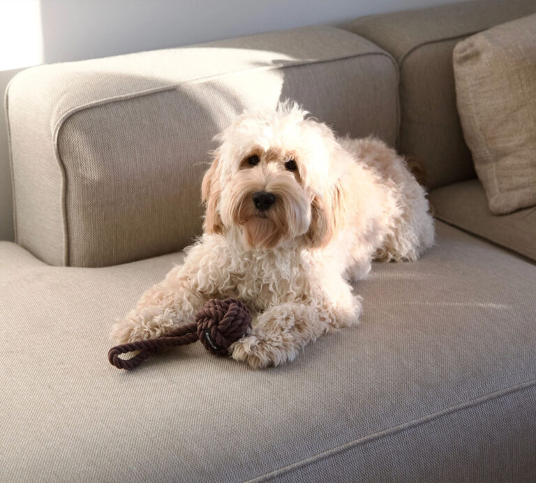 sterk touwspeelgoed voor hond