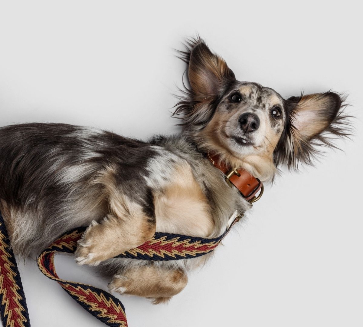 buddys dogwear halsband